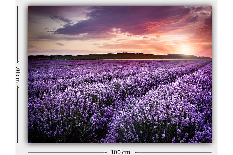 Lærred 70x100 cm - Smuk lavendelmark under en farverig solnedgang - Lilla / Mørkegrøn / Orange - Boligtilbehør - Billeder & kunst - Billeder på lærred