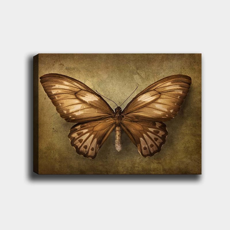 Lærred 70x100 cm - Smuk sommerfugl med detaljerede vinger i brune og beige nuancer, Brun / Beige