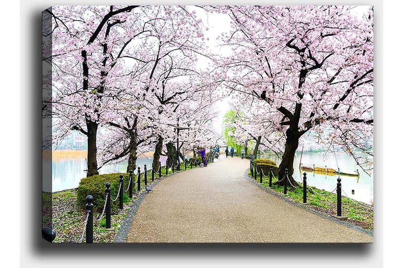 Lærred 70x100 cm - Smuk sti omkranset af kirsebærtræer i fuldt flor - Lyserød / Grøn / Brun - Boligtilbehør - Billeder & kunst - Billeder på lærred