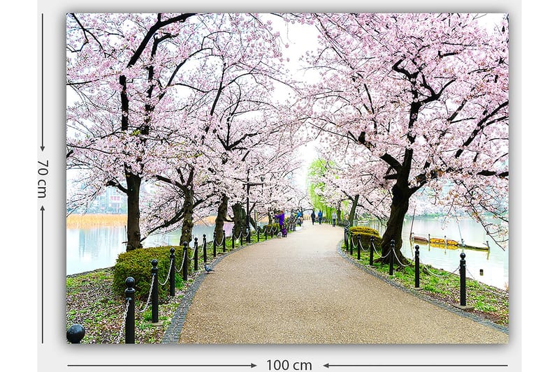 Lærred 70x100 cm - Smuk sti omkranset af kirsebærtræer i fuldt flor - Lyserød / Grøn / Brun - Boligtilbehør - Billeder & kunst - Billeder på lærred