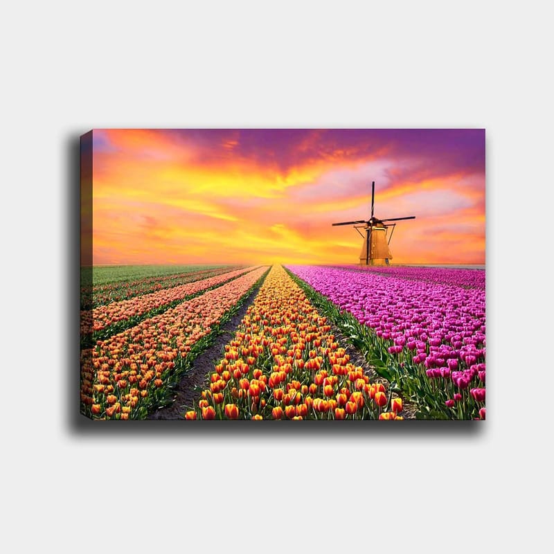 Lærred 70x100 cm - Smuk tulipanmark med en traditionel vindmølle i solnedgangens lys, Lilla / Orange / Grøn