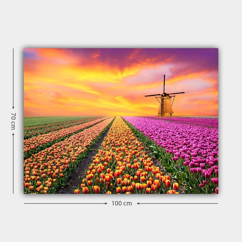 Lærred 70x100 cm - Smuk tulipanmark med en traditionel vindmølle i solnedgangens lys - Lilla / Orange / Grøn - Boligtilbehør - Billeder & kunst - Billeder på lærred