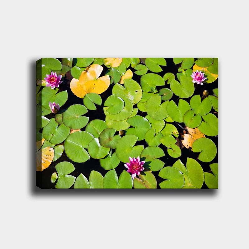 Lærred 70x100 cm - Smuk udsigt over åkander, der flyder på en spejlblank vandoverflade omgivet af grønne åkander - Grøn / Lyserød / Gul - Boligtilbehør - Billeder & kunst - Billeder på lærred