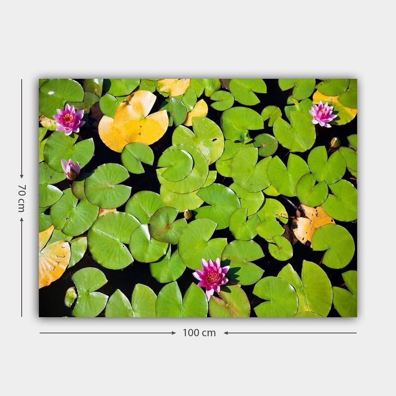 Lærred 70x100 cm - Smuk udsigt over åkander, der flyder på en spejlblank vandoverflade omgivet af grønne åkander - Grøn / Lyserød / Gul - Boligtilbehør - Billeder & kunst - Billeder på lærred