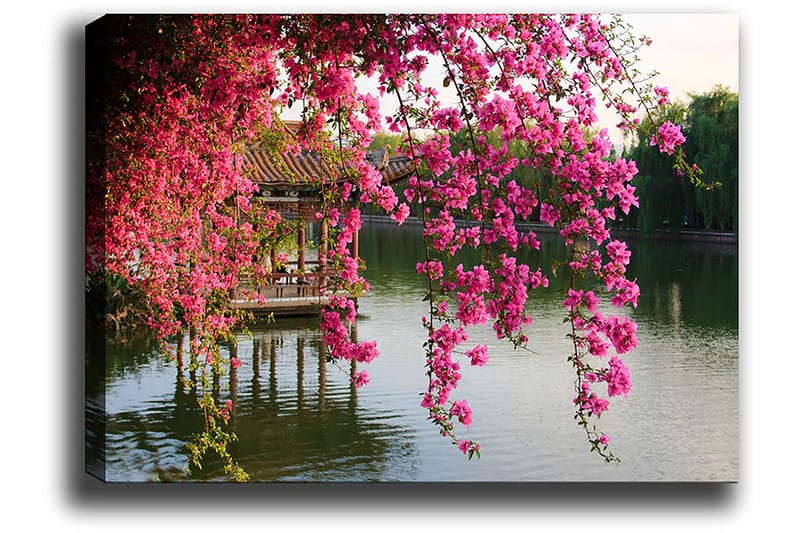 Lærred 70x100 cm - Smuk udsigt over blomstrende bougainvillea, der hænger over en rolig sø og en traditionel pavillon i baggrunden, Lyserød / Grøn / Blågrå