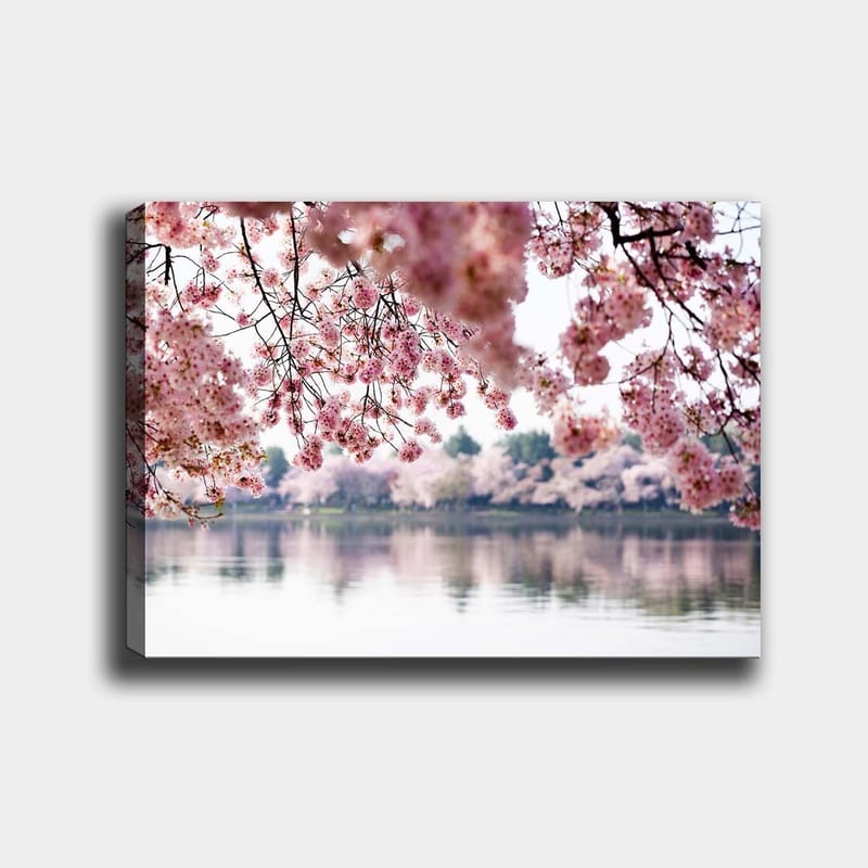 Lærred 70x100 cm - Smukke kirsebærblomster, der flyder over en spejlblank sø, Lys pink / Mørk pink / Grøn
