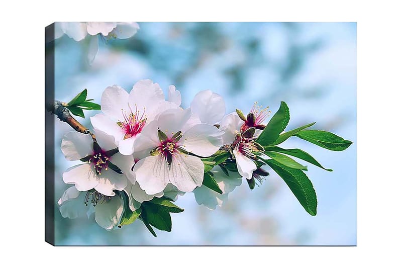Lærred 70x100 cm - Smukke kirsebærblomster i fuldt flor på en gren, Hvid / Grøn / Lyserød