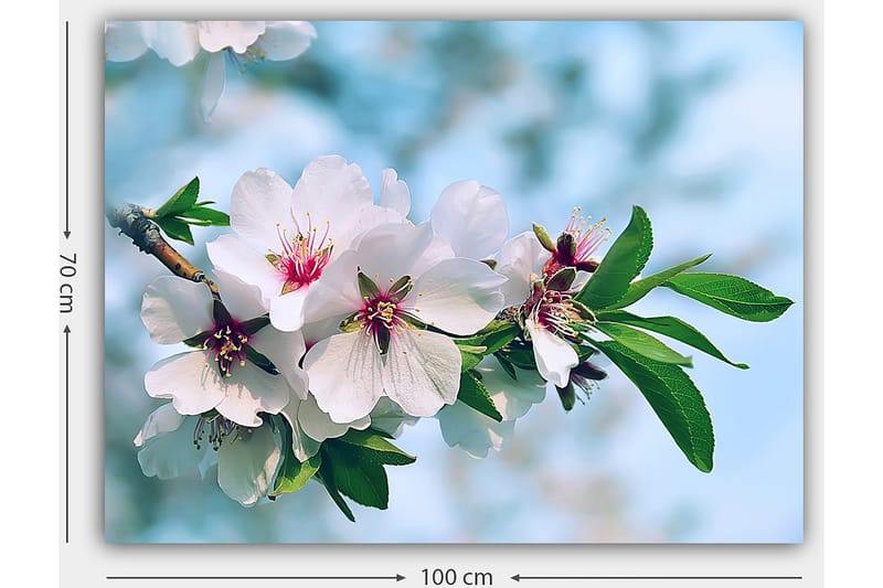 Lærred 70x100 cm - Smukke kirsebærblomster i fuldt flor på en gren - Hvid / Grøn / Lyserød - Boligtilbehør - Billeder & kunst - Billeder på lærred
