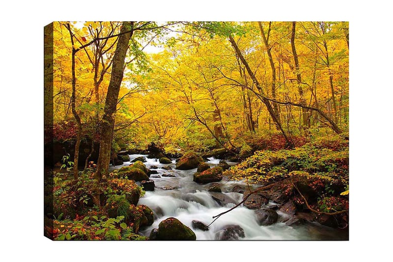Lærred 70x100 cm - Smukt efterårsscene med en rislende bæk omgivet af gyldne og røde træer, Gyldengul / Mørkegrøn / Rød