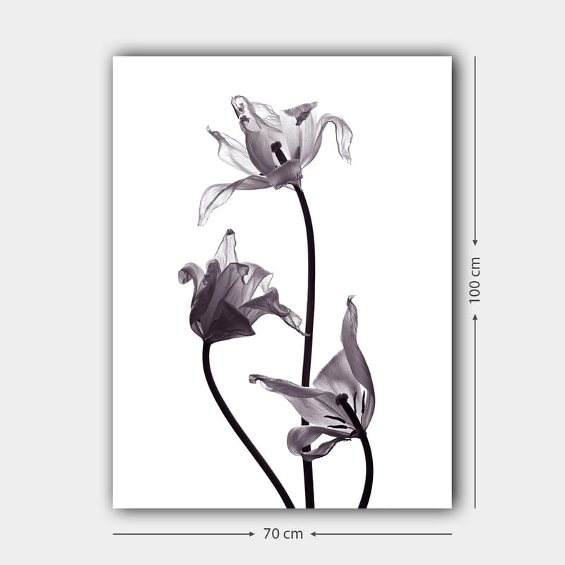 Lærred 70x100 cm - Sort-hvide tulipaner med elegante former, der strækker sig mod toppen - Sort / Grå - Boligtilbehør - Billeder & kunst - Billeder på lærred