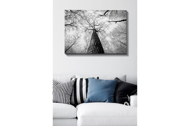 Lærred 70x100 cm - Sort-hvidt billede af et træ, der rækker op mod en lys himmel, set fra jorden, Sort / Hvid / Grå