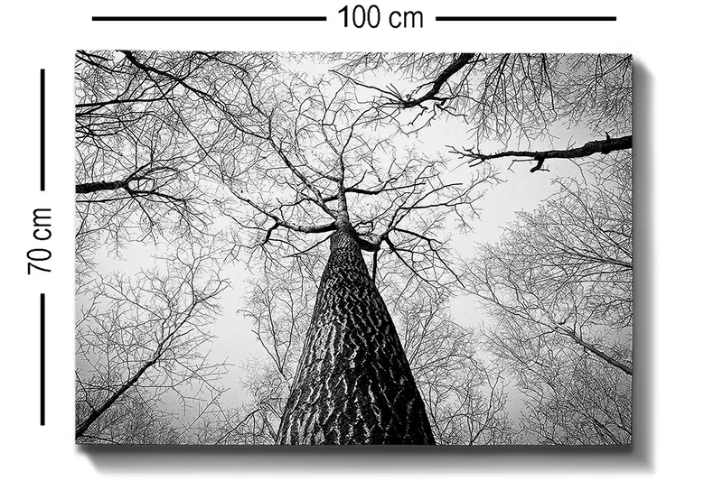 Lærred 70x100 cm - Sort-hvidt billede af et træ, der rækker op mod en lys himmel, set fra jorden - Sort / Hvid / Grå - Boligtilbehør - Billeder & kunst - Billeder på lærred