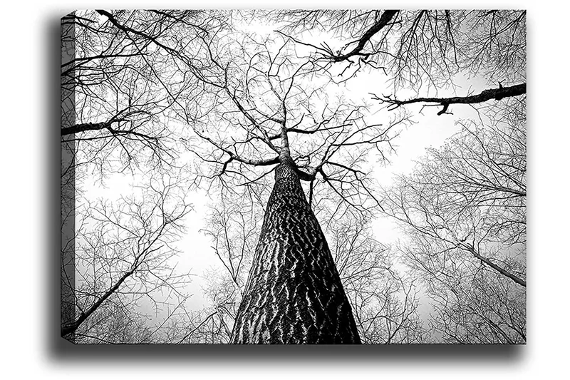 Lærred 70x100 cm - Sort-hvidt billede af et træ, der rækker op mod en lys himmel, set fra jorden - Sort / Hvid / Grå - Boligtilbehør - Billeder & kunst - Billeder på lærred