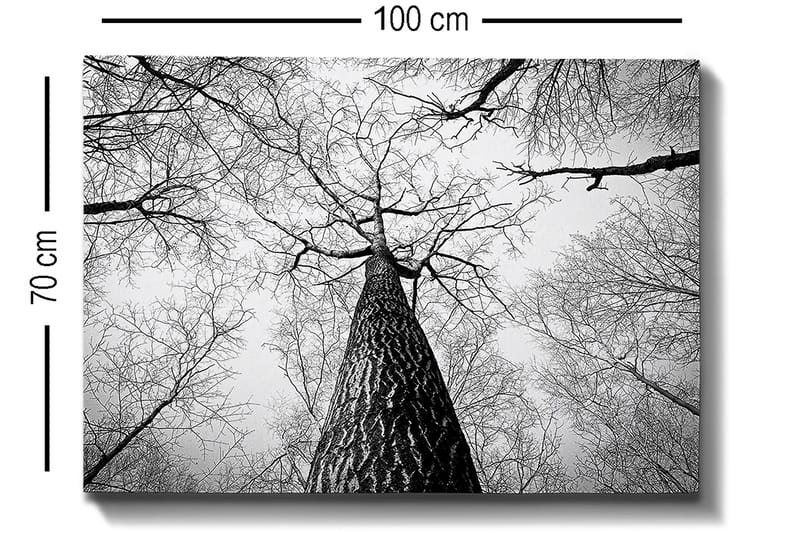 Lærred 70x100 cm - Sort-hvidt billede af et træ, der rækker op mod en lys himmel, set fra jorden - Sort / Hvid / Grå - Boligtilbehør - Billeder & kunst - Billeder på lærred