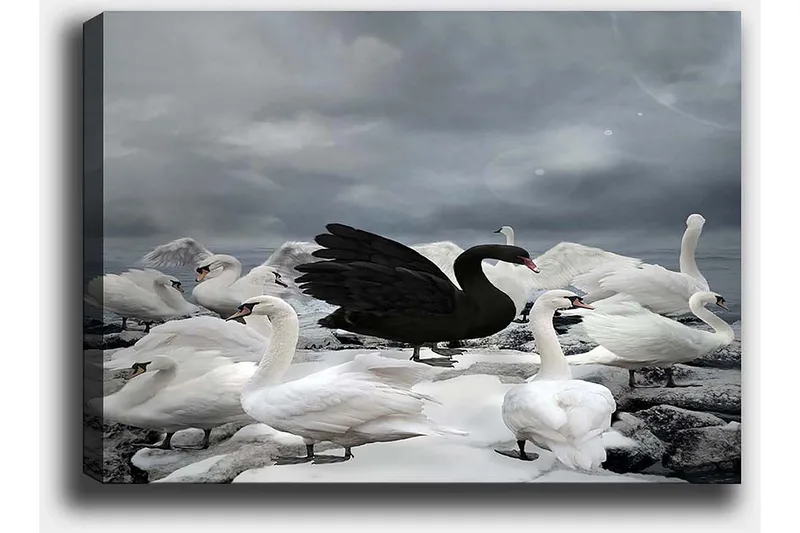 Lærred 70x100 cm - Sort svane omgivet af flere hvide svaner på en klippefyldt strand - Hvid / Sort / Grå - Boligtilbehør - Billeder & kunst - Billeder på lærred
