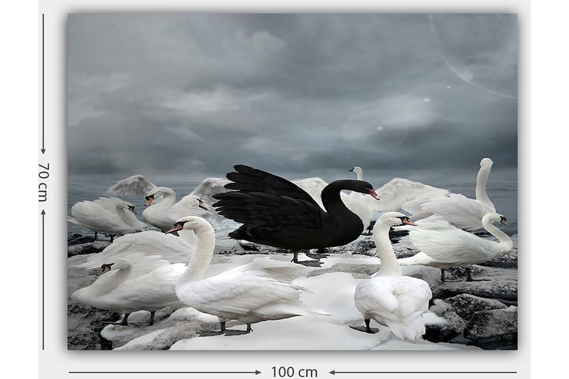 Lærred 70x100 cm - Sort svane omgivet af flere hvide svaner på en klippefyldt strand - Hvid / Sort / Grå - Boligtilbehør - Billeder & kunst - Billeder på lærred