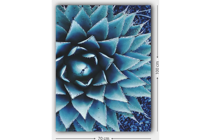 Lærred 70x100 cm - Stiliseret billede af en agaveplante med fokus på dens symmetriske bladstruktur - Blå / Grøn - Boligtilbehør - Billeder & kunst - Billeder på lærred