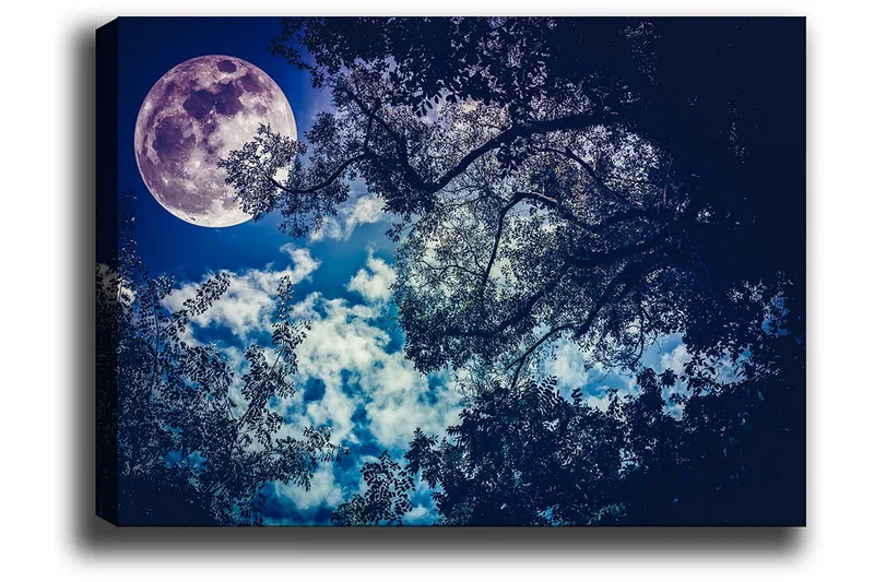 Lærred 70x100 cm - Stjernenat med en stor måne, der skinner gennem træernes grene - Mørkeblå / Lyseblå / Lilla - Boligtilbehør - Billeder & kunst - Billeder på lærred