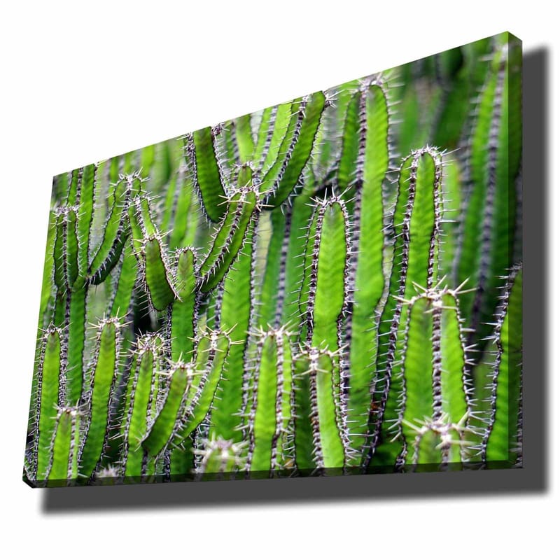 Lærred 70x100 cm - Tæt samling af kaktus med lange, smalle stængler og torne, Grøn / Lysegrøn