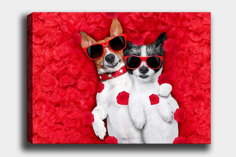 Lærred 70x100 cm - To hunde ligger sammen på en rød blomsterbaggrund, iført solbriller, Rød / Hvid / Sort