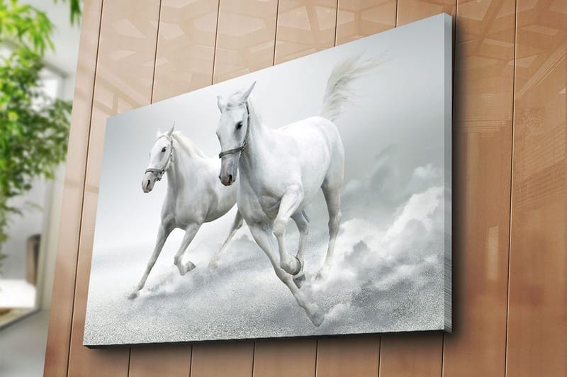 Lærred 70x100 cm - To hvide heste galoperer fremad i en dynamisk bevægelse - Hvid / Grå - Boligtilbehør - Billeder & kunst - Billeder på lærred