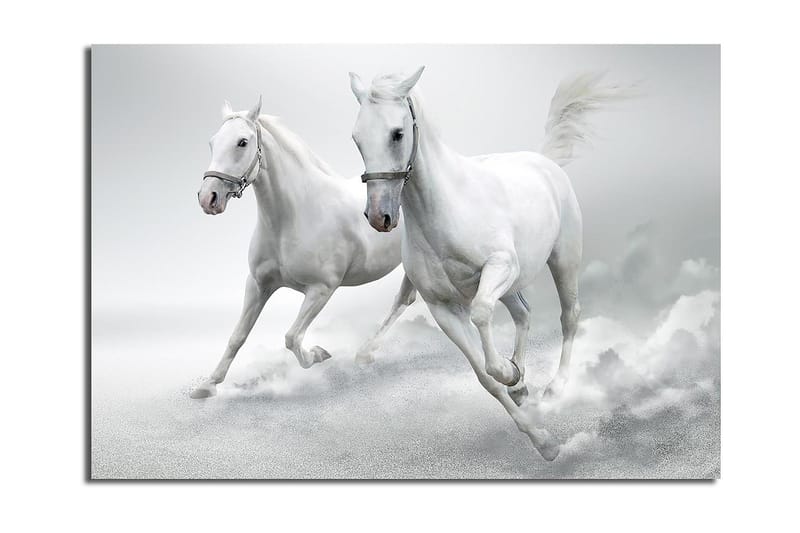 Lærred 70x100 cm - To hvide heste galoperer fremad i en dynamisk bevægelse, Hvid / Grå