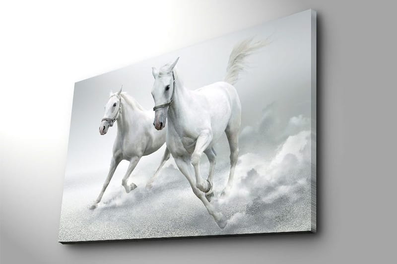 Lærred 70x100 cm - To hvide heste galoperer fremad i en dynamisk bevægelse - Hvid / Grå - Boligtilbehør - Billeder & kunst - Billeder på lærred
