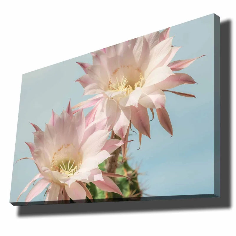 Lærred 70x100 cm - To smukke kaktusblomster i pastelfarver, Lys pink / Grøn