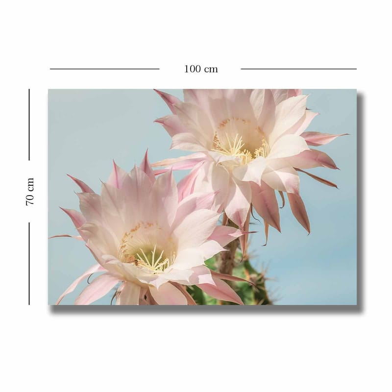 Lærred 70x100 cm - To smukke kaktusblomster i pastelfarver - Lys pink / Grøn - Boligtilbehør - Billeder & kunst - Billeder på lærred