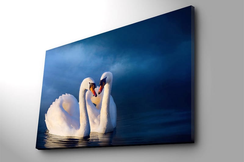 Lærred 70x100 cm - To svaner danner et hjerte med deres halse i en romantisk og fredelig atmosfære - Hvid / Mørkeblå - Boligtilbehør - Billeder & kunst - Billeder på lærred