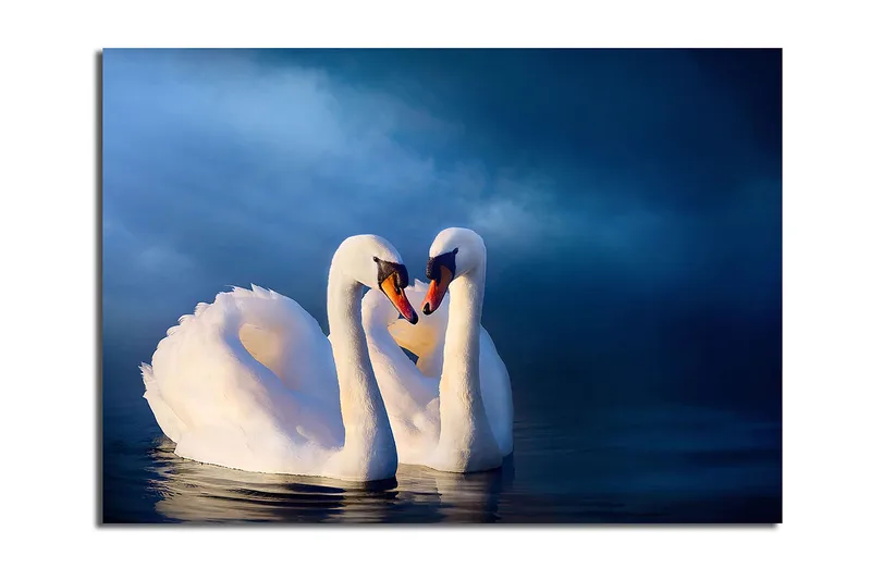 Lærred 70x100 cm - To svaner danner et hjerte med deres halse i en romantisk og fredelig atmosfære, Hvid / Mørkeblå