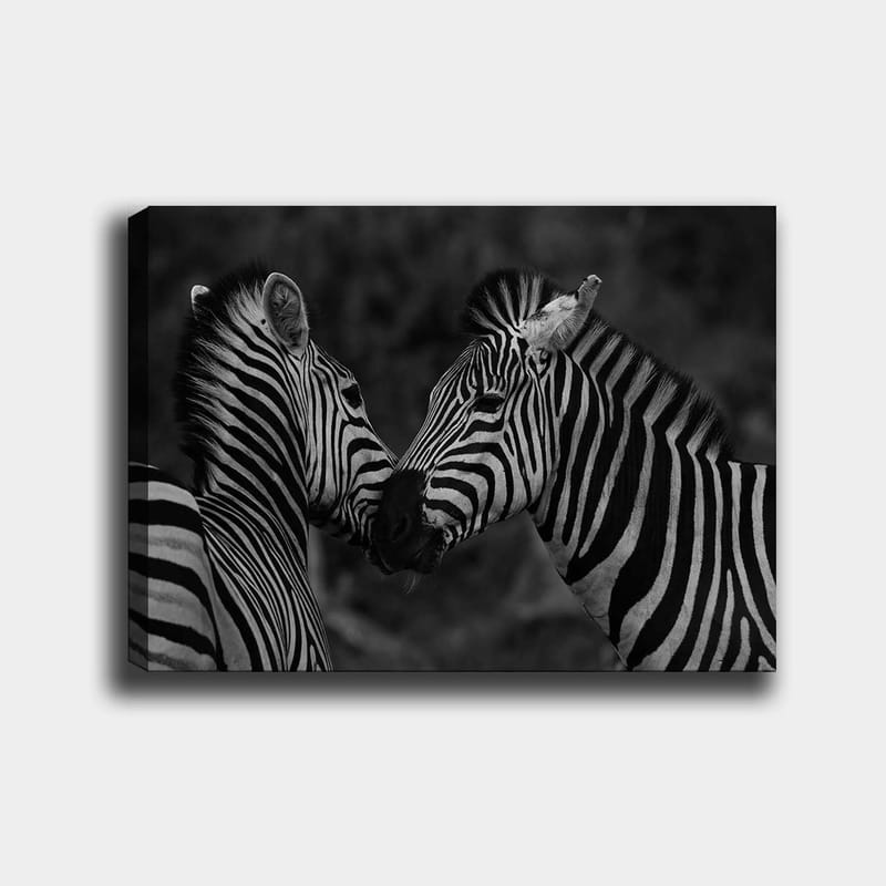 Lærred 70x100 cm - To zebraer står tæt på hinanden og viser deres fællesskab, Sort / Hvid