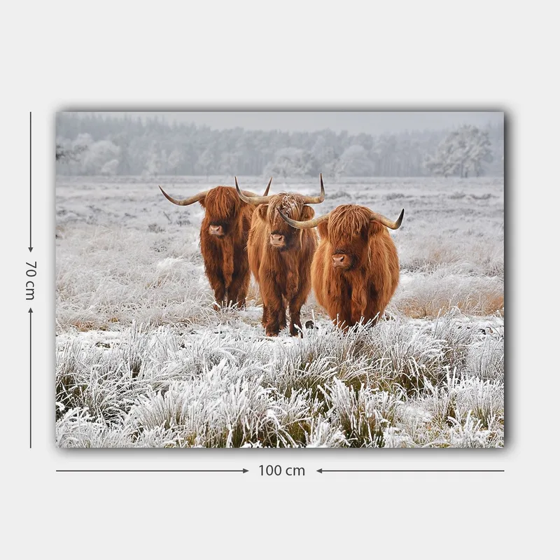 Lærred 70x100 cm - Tre højlandsfår i et frostklart landskab - Orange / Hvid / Grå - Boligtilbehør - Billeder & kunst - Billeder på lærred