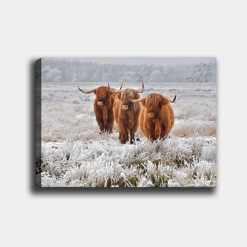 Lærred 70x100 cm - Tre højlandsfår i et frostklart landskab - Orange / Hvid / Grå - Boligtilbehør - Billeder & kunst - Billeder på lærred