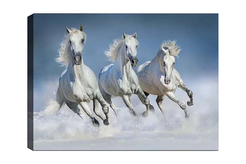 Lærred 70x100 cm - Tre hvide heste galoperer gennem vandet, Hvid / Lyseblå