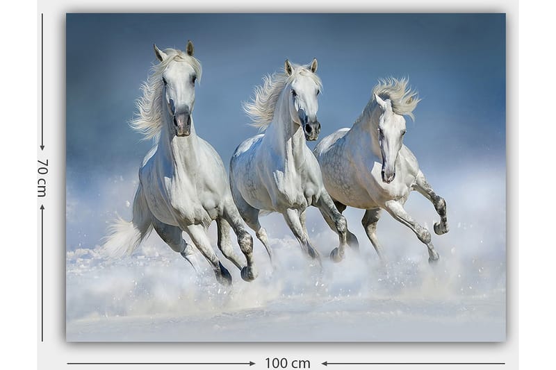 Lærred 70x100 cm - Tre hvide heste galoperer gennem vandet - Hvid / Lyseblå - Boligtilbehør - Billeder & kunst - Billeder på lærred