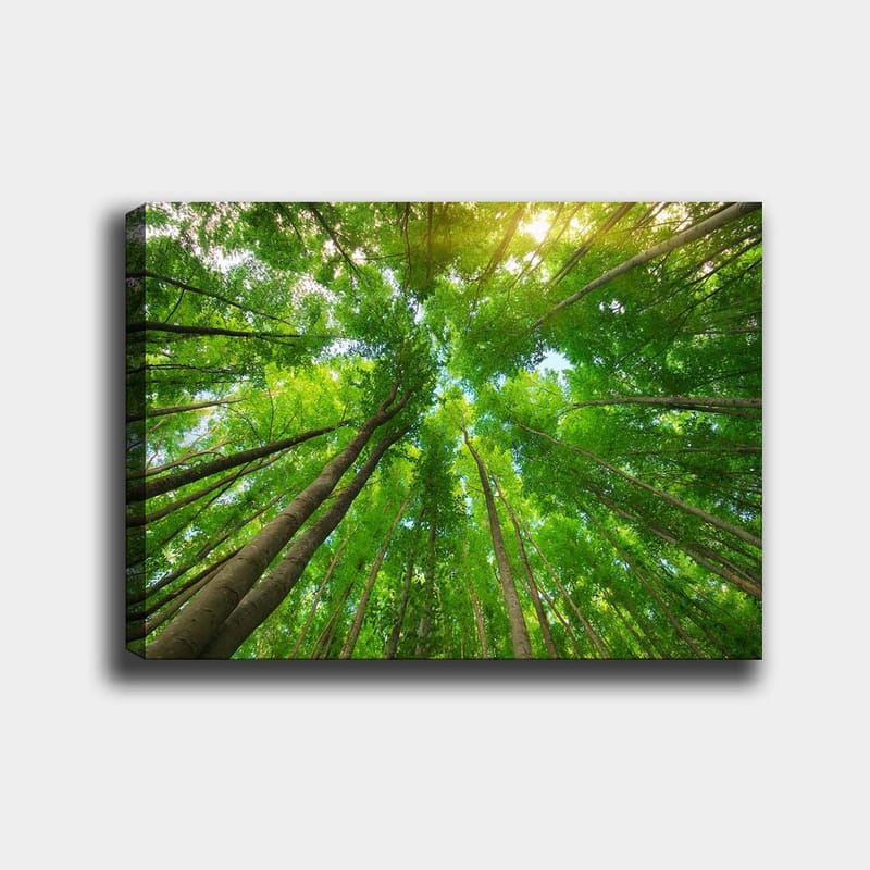Lærred 70x100 cm - Udsigt over høje træer set fra jorden, der strækker sig mod en klar himmel, Grøn / Brun