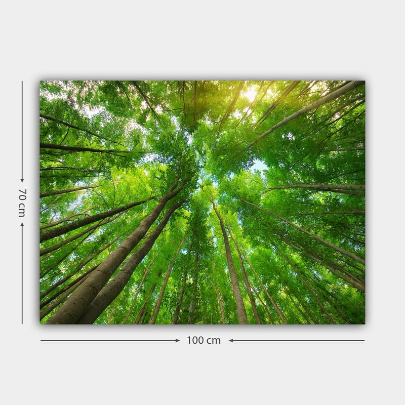 Lærred 70x100 cm - Udsigt over høje træer set fra jorden, der strækker sig mod en klar himmel - Grøn / Brun - Boligtilbehør - Billeder & kunst - Billeder på lærred