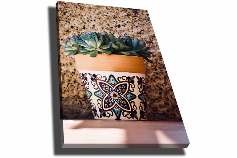 Lærred 70x100 cm - Potte med sukkulenter i dekorativt design - Grøn / Terrakotta / Sort - Boligtilbehør - Billeder & kunst - Billeder på lærred