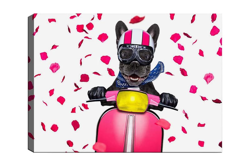 Lærredsbillede 70x100 cm - Glad fransk bulldog kører på en lyserød scooter med blomster der falder rundt omkring, Lyserød / Sort / Gul