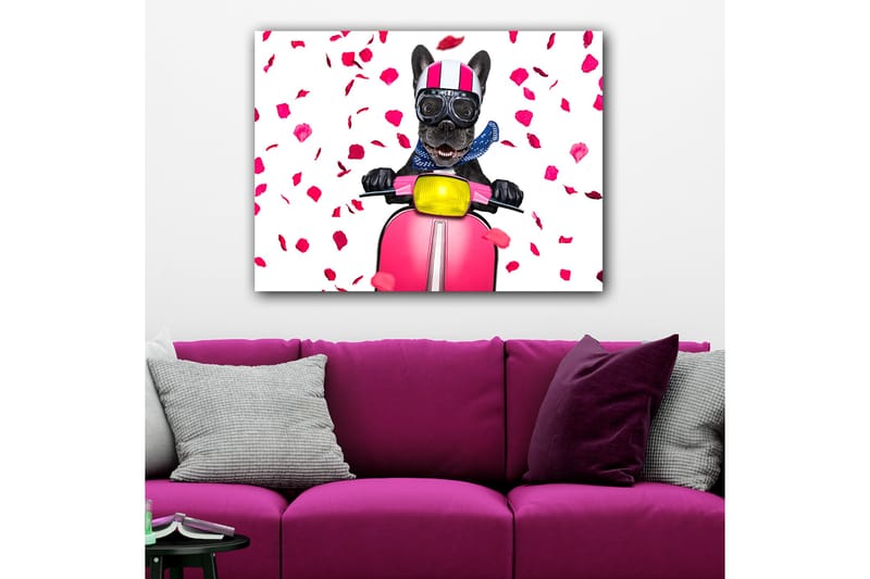 Lærredsbillede 70x100 cm - Glad fransk bulldog kører på en lyserød scooter med blomster der falder rundt omkring - Lyserød / Sort / Gul - Boligtilbehør - Billeder & kunst - Billeder på lærred