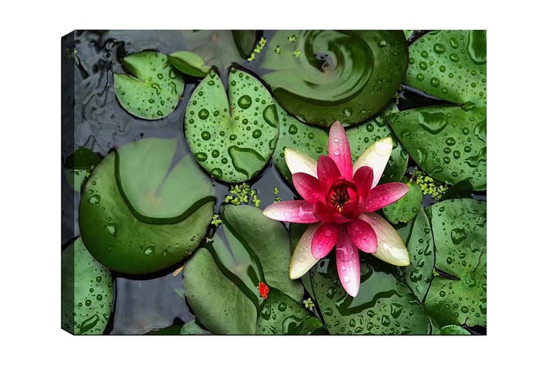 Lærredsbillede 70x100 cm - Smuk åkande blomstrer på en overflade af grønne åkandeblade, Grøn / Lyserød / Hvid