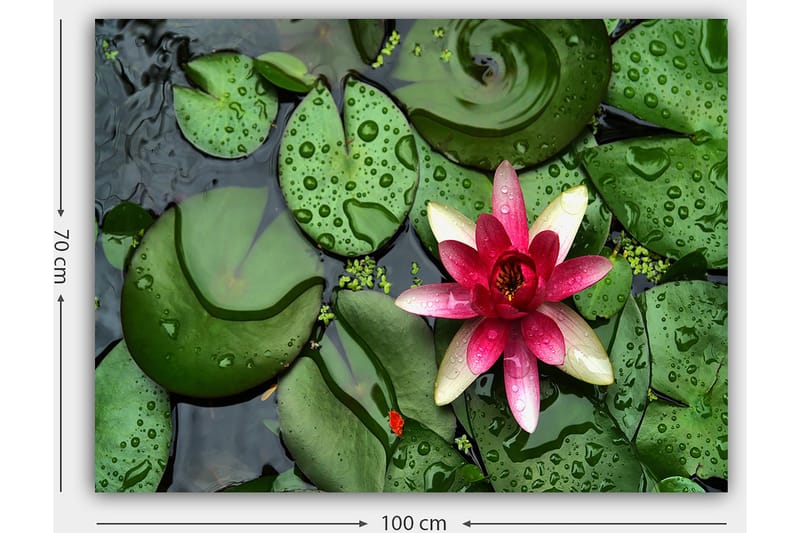 Lærredsbillede 70x100 cm - Smuk åkande blomstrer på en overflade af grønne åkandeblade - Grøn / Lyserød / Hvid - Boligtilbehør - Billeder & kunst - Billeder på lærred