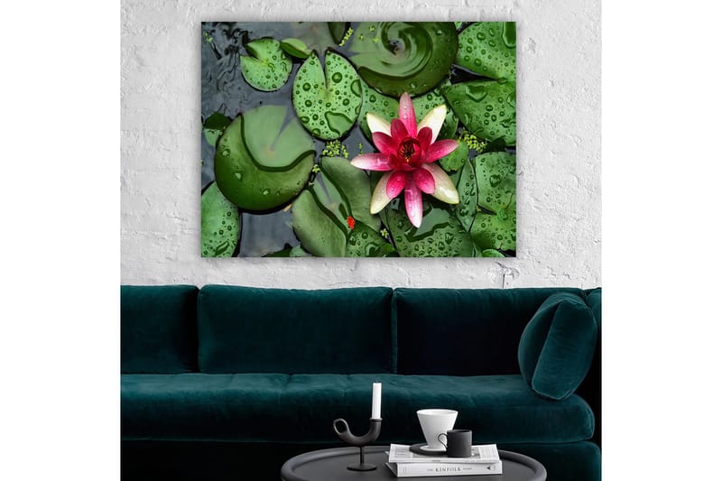 Lærredsbillede 70x100 cm - Smuk åkande blomstrer på en overflade af grønne åkandeblade - Grøn / Lyserød / Hvid - Boligtilbehør - Billeder & kunst - Billeder på lærred