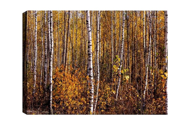 Lærredsbillede - Efterårsskov med birketræer og gyldne blade, Guld / Hvid / Brun