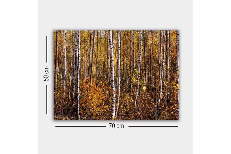 Lærredsbillede - Efterårsskov med birketræer og gyldne blade - Guld / Hvid / Brun - Boligtilbehør - Billeder & kunst - Billeder på lærred