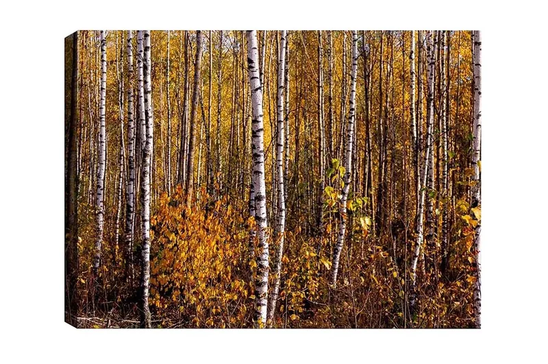 Lærredsbillede - Efterårsskov med birketræer og gyldne blade, Guld / Hvid / Brun