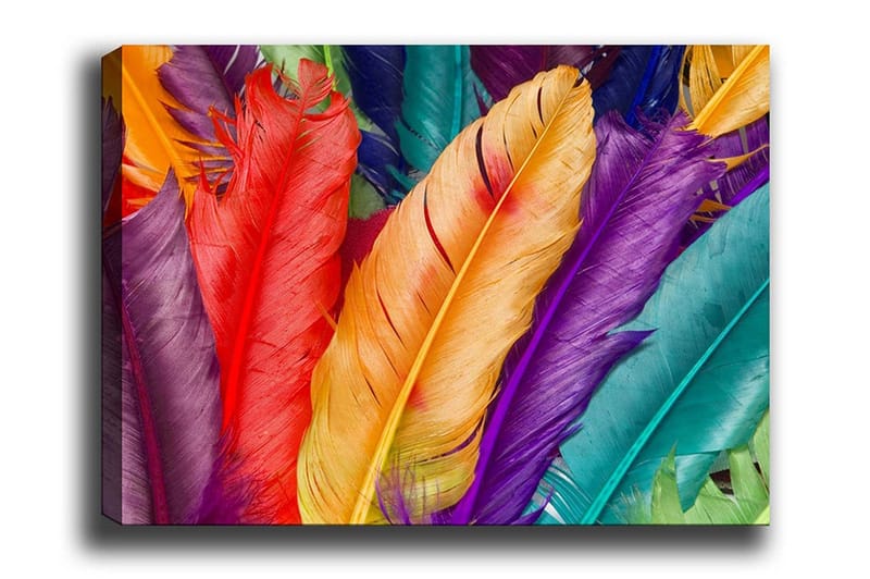Lærredsbillede - Farverige fjer i forskellige nuancer, Rød / Lilla / Orange