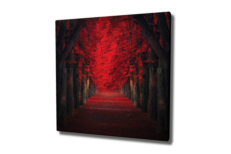Lærredsbillede - Frodig allé med intenst røde træer i efterårsfarver, Rød / Sort