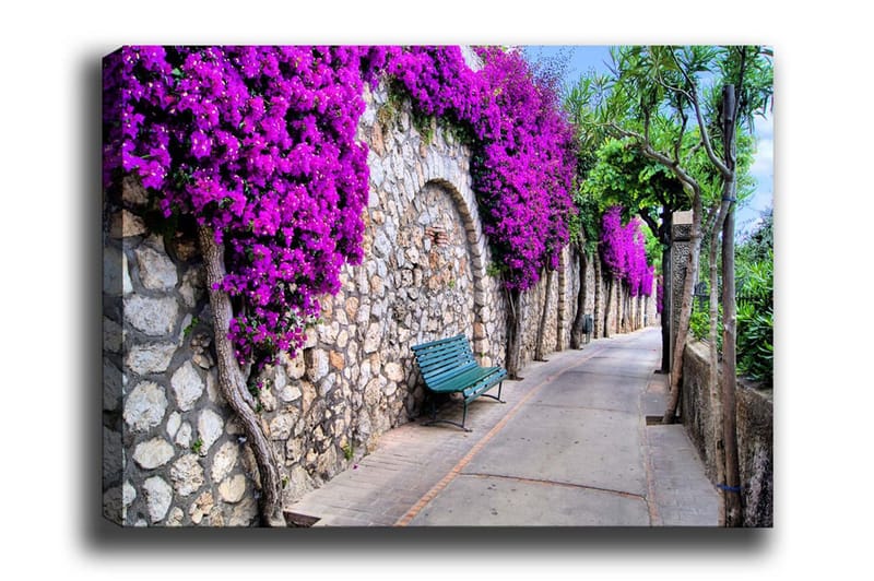 Lærredsbillede - Frodig gangsti omgivet af blomstrende bougainvillea, Lilla / Grå / Grøn